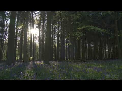 4K HDR Bluebell Woods  -  English Forest   Birds Singing   No Loop   Relaxing Nature Video & Sounds