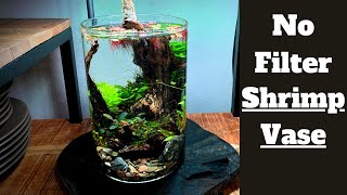 Planted Vase Setup! How To: 1 Gallon Shrimp Vase Aquarium