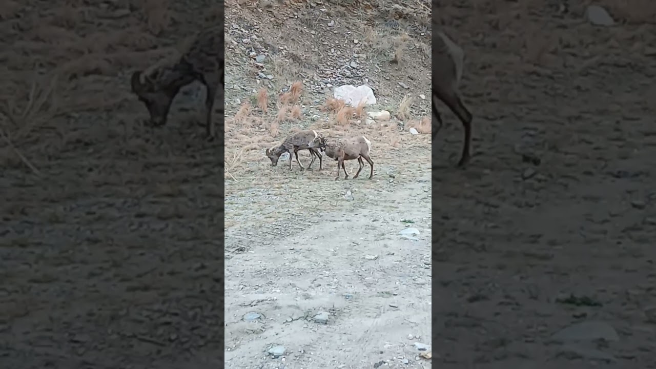 #ram #wildlife #wildanimals #animals #eating #explore #life #nature #mountains #highlights #views
