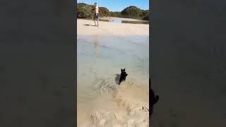 tiny Cat loves the beach 🤩😍