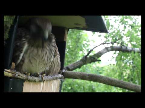 Kestrel nestbox Glasgow