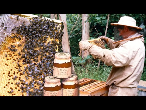 Transhumance of bees to the high mountains. An ancient art of following the flowering seasons