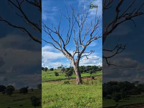 “Um dos Lugares Mais Lindos de Goiás:!”“Natureza Pura! Conheça o Morro Azul em Palmeiras de Goiás-🌿”