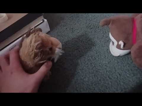 DIEGO CALLS DONKEY KONG PINHEAD