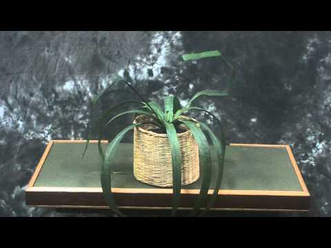 Planted by Nick Wenger