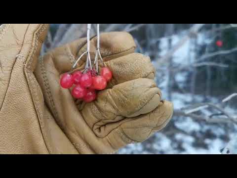 "Der Gemeine Schneeball"