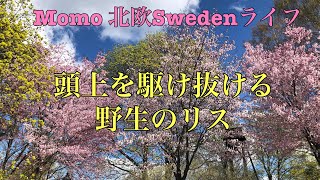 【北欧Vlog】お花見してるとリス登場