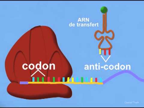 Protein Synthesis: Translation