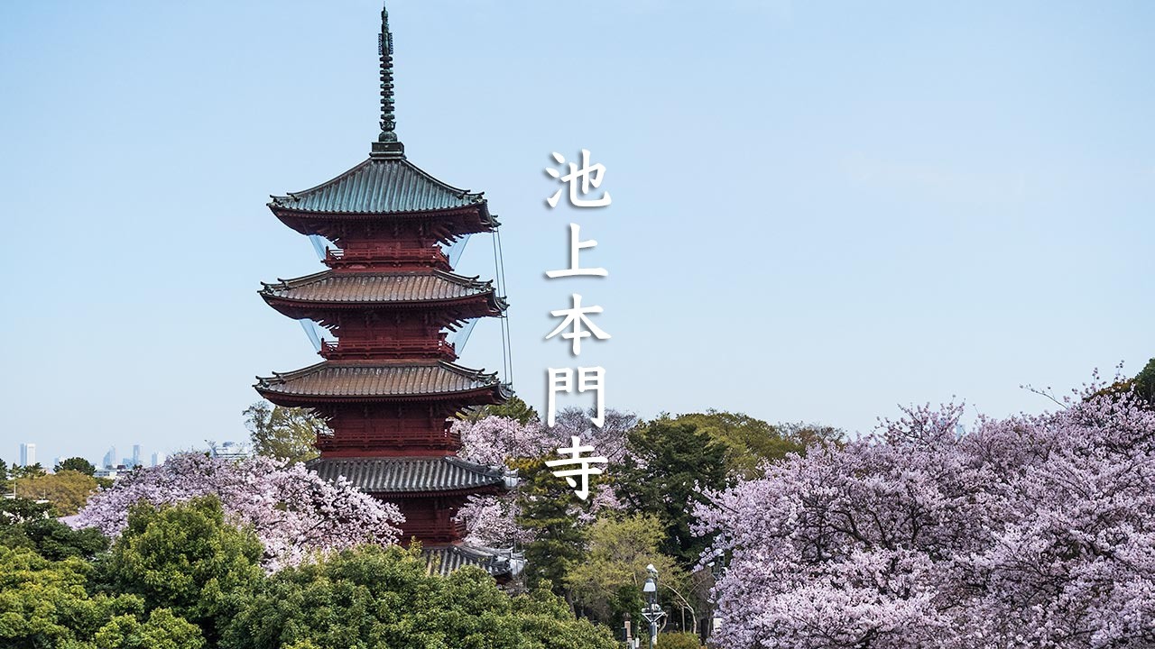 Cherry Blossoms of Ikegami Honmonji