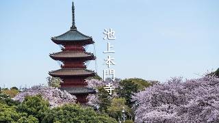 Cherry Blossoms of Ikegami Honmonji video preview