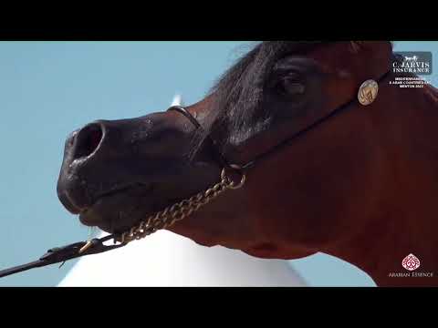 N 82 SIDARTA AS   Mediterranean and Arab Countries AHC   Menton 2023   Colts 3 Years Old Class 8