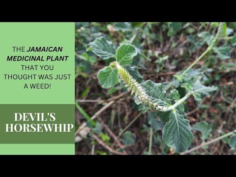 WEIGHT LOSS, NATURAL TOOTHACHE RELIEF + more / DEVIL'S HORSEWHIP MEDICINAL USES / Earth's Medicine