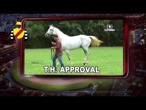 comercial haras philipson