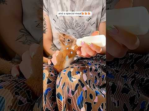 A woman fed the squirrel everyday until this happened... #shorts