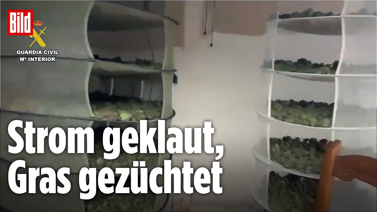 RAZZIA IN SPANIEN: Polizei hebt Cannabisplantage mit 42 Kilo Marihuana aus