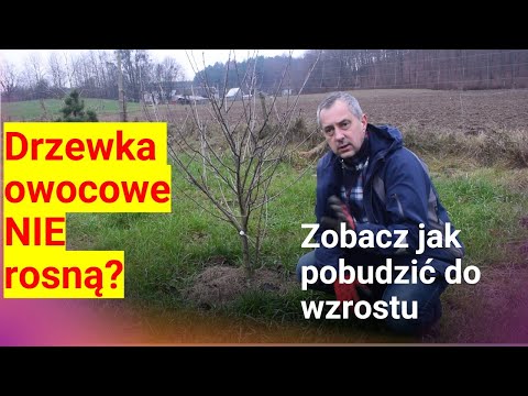 Jak pobudzić drzewa i krzewy owocowe do wzrostu. Zobacz co zrobić gdy nie rosną. Ruszą już na wiosnę