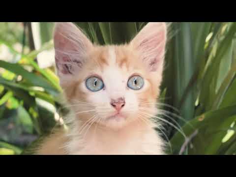 Barra do Jacaré 2025