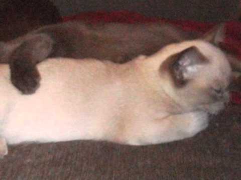 Supreme Gr Champion Nadikat's Aziz of ZYAN, Chocolate Burmese Beauty!