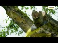Akumuliatorinis pjūklas Karcher PSW 18-20 (be akumuliatoriaus ir kroviklio)