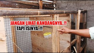 Download lagu IF YOU HAVE COOL HANDS, YOU WANT TO BREED BIRDS USING ANY MEDIA, YOU WILL SURELY BE SUCCESSFUL, N... mp3 Download lagu IF YOU HAVE COOL HANDS, YOU WANT TO BREED BIRDS USING ANY MEDIA, YOU WILL SURELY BE SUCCESSFUL, N... mp3