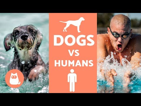 5 Things Dogs Do Better Than Humans