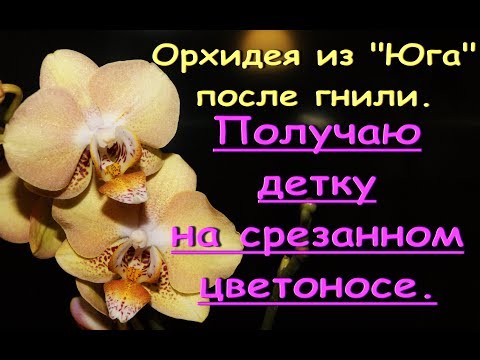 ПОЛУЧИТЬ детку НА СРЕЗАННОМ цветоносе ОРХИДЕИ:"чистый" опыт.Желтый фаленопсис из "Юга" после гнили.
