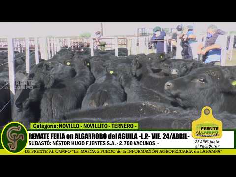 DE FRENTE AL CAMPO junto al SECTOR PRODUCTIVO - REMATE NHF S.A. -24/ABRIL -ALG. AGUILA - PARTE 1 -