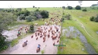 Miniatura do vídeo