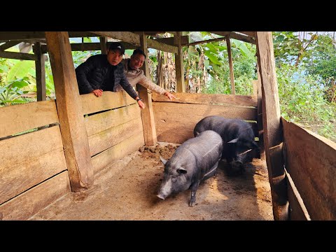 Đại tiệc cùng Phạm Dũng Phan Diễm Xe Đầu Kéo tìm Lợn 118kg lông nanh dài Ngoằng. Nguyễn Tất Thắng