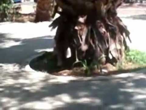 Tiros con arco (alan vs saul)