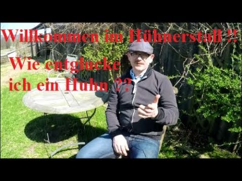 Wie entglucke ich eine Hühner-Glucke ?