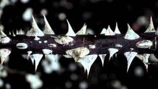 Suede - My Insatiable One