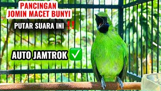 Download lagu Cucak ijo mini gacor bongkar isian, ampuh memancing emosi jomin bahan agar cepat jamtrok mp3 Download lagu Cucak ijo mini gacor bongkar isian, ampuh memancing emosi jomin bahan agar cepat jamtrok mp3