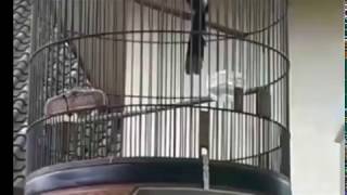 Download lagu Murai Batu - Nembak Love Bird Ngekek Panjang & kenari sampai Tuntas mp3 Download lagu Murai Batu - Nembak Love Bird Ngekek Panjang & kenari sampai Tuntas mp3