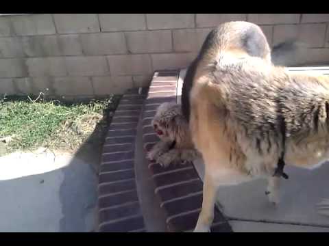 Rage steps on a thorn