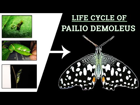 download lagu mp3 mp4 The Lime Butterfly, download lagu The Lime Butterfly gratis, unduh video klip The Lime Butterfly