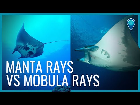 Mantas vs. mobulas