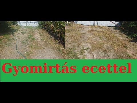 visszér skisztoszóma hogyan kell kezelni a visszér a lábakon fotó