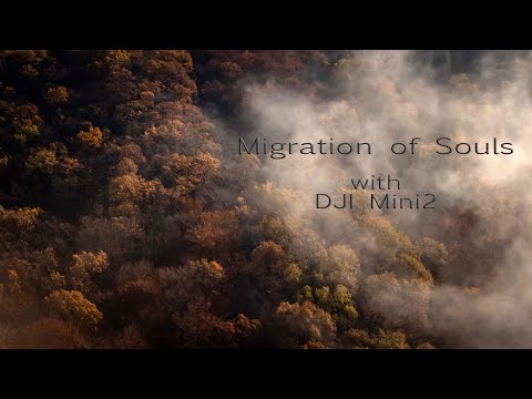 Migration of Souls- The Souls of the Forest