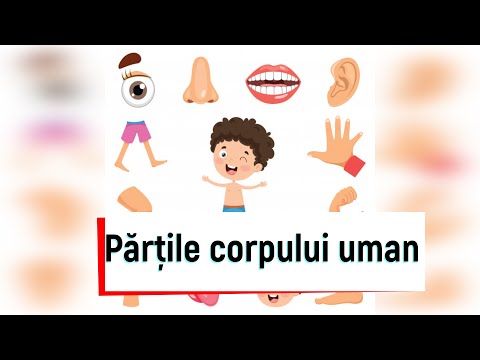 Părțile corpului