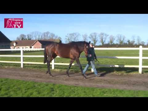 RDE 2014 : Haras de la Croix Sonnet (Blue Bresil, Diamond Boy)