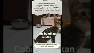 Download lagu kucing panik dengar suara ini!? mp3 Download lagu kucing panik dengar suara ini!? mp3