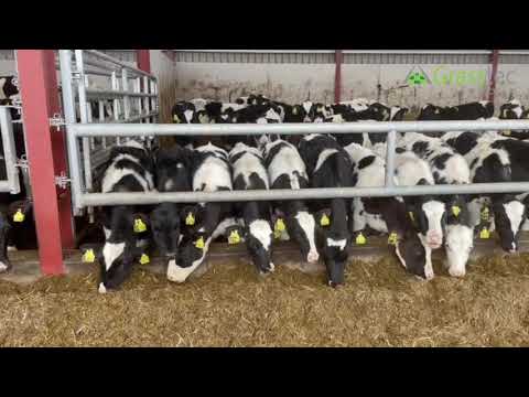 40 Hol/Fr Calves