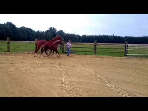 Hengstfohlen / Quantensprung-De Niro - Landadel v