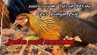Download lagu suara ori ayam hutan betina memanggil jantan saat bangun pagi mp3