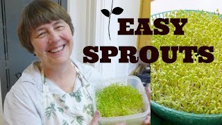 How to Sprout Sprouts: Sprouting Made EASY