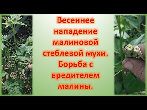 Весенняя обработка малины от вредителей. Стеблевая малиновая муха. Опрыскивание малины от вредителей