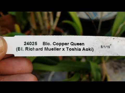 Blc. Copper Queen ( Bl. Richard Mueller x Toshi Aoki).