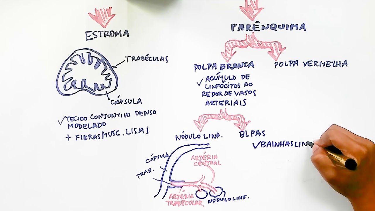 Baço (sistema linfoide)