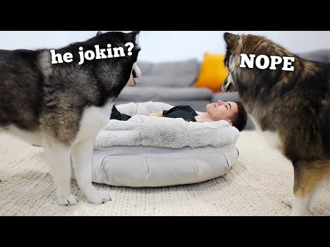 What Does a Husky Do When You Steal His Bed? Hilarious!